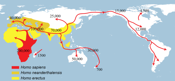 An illustration of the Out of Africa model, although modern versions place the entry into North America somewhat earlier An illustration of the Out of Africa model, although modern versions place the entry into North America somewhat earlier
